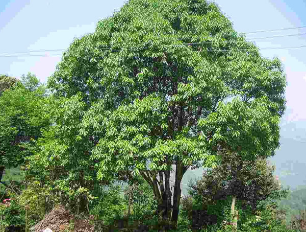 庭院中适合种石楠树吗？