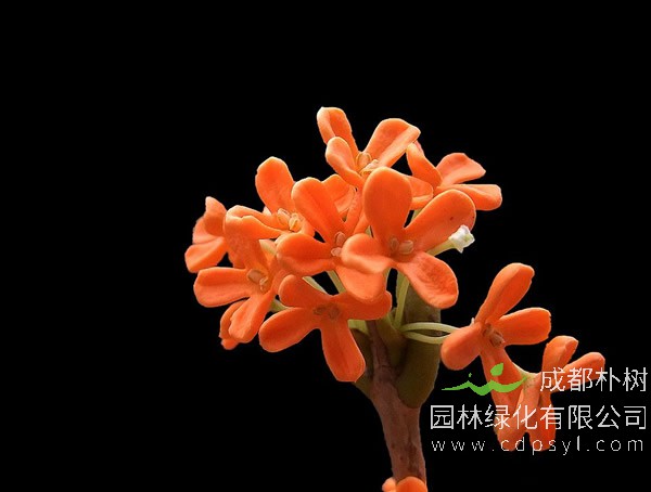 丹桂与其他桂花有什么区别？