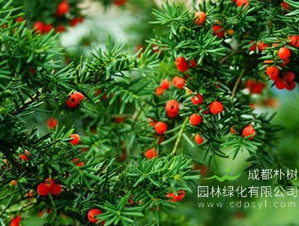 红豆杉价格-图片-形态特征-主要价值以及生长习性