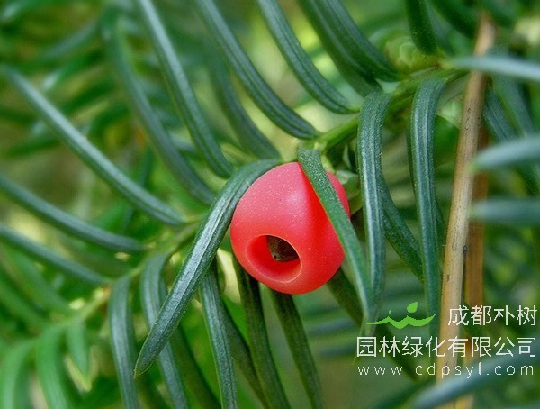 南方红豆杉与榧树的区别有哪些？