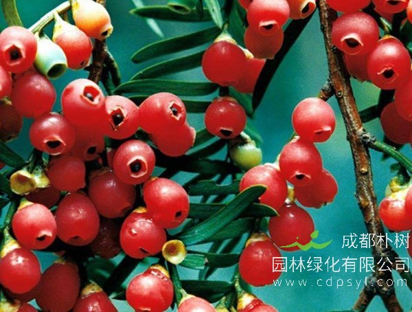 曼地亚红豆杉在北方种植如何过冬？