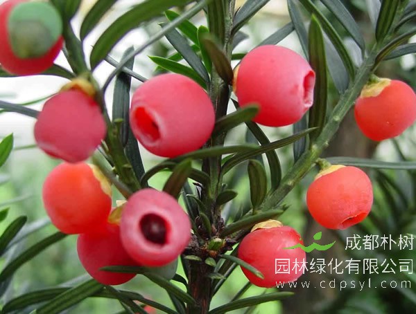 曼地亚红豆杉有什么功效？