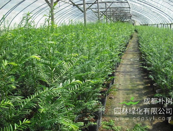 曼地亚红豆杉有哪些方面的价值？