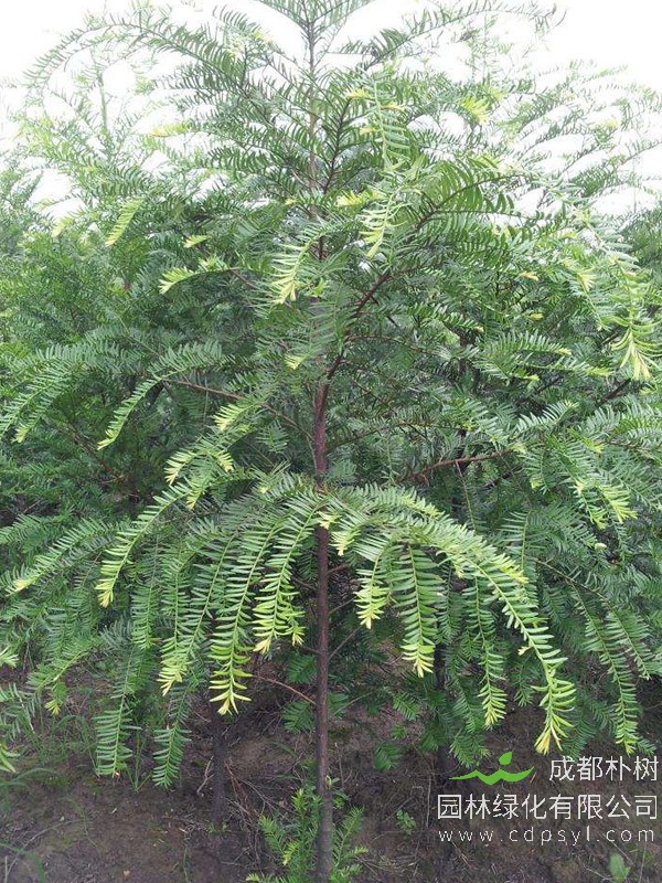 曼地亚红豆杉如何区分雌雄？