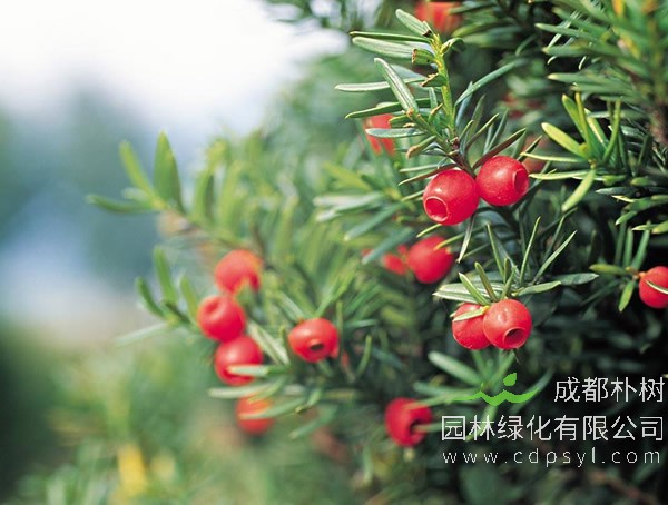 曼地亚红豆杉和中国红豆杉有什么区别？