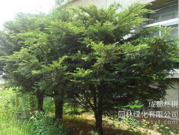 如何在室内养曼地亚红豆杉盆栽？