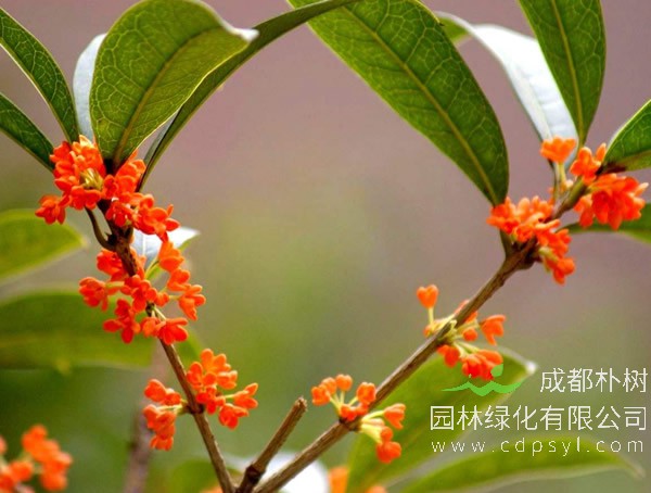 丹桂通常有哪些品种？