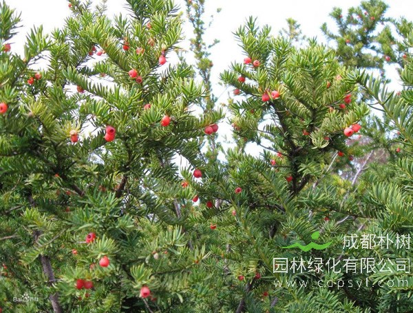 曼地亚红豆杉和南方红豆杉的区别有哪些？