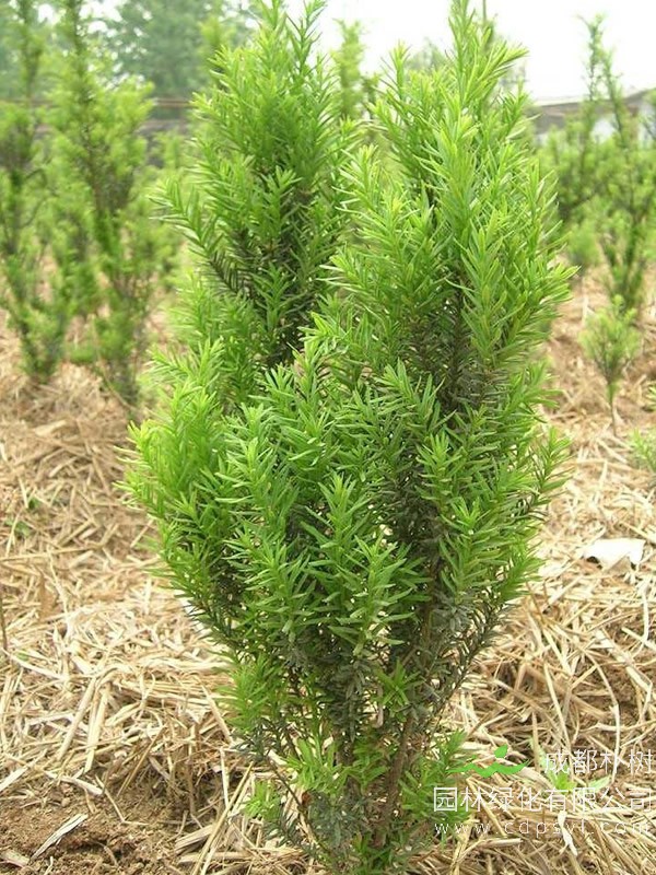 曼地亚红豆杉的繁殖方法、栽培技术以及病虫防治方法介绍