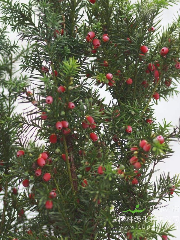 怎么分辨红豆树和红豆杉？