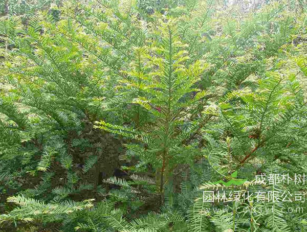 南方红豆杉繁殖方法、栽培技术以及病虫防治方法