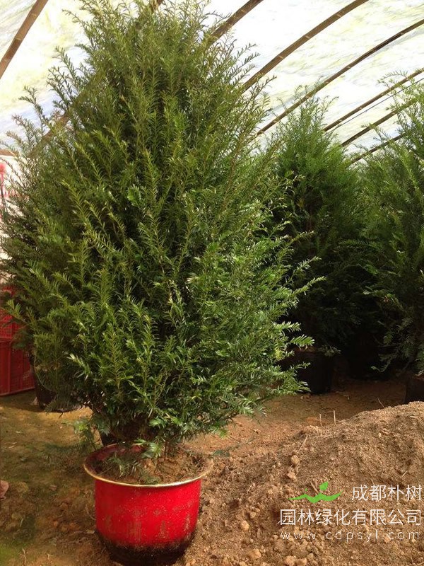 南方红豆杉繁殖方法、栽培技术以及病虫防治方法