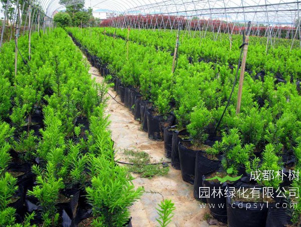 南方红豆杉繁殖方法、栽培技术以及病虫防治方法