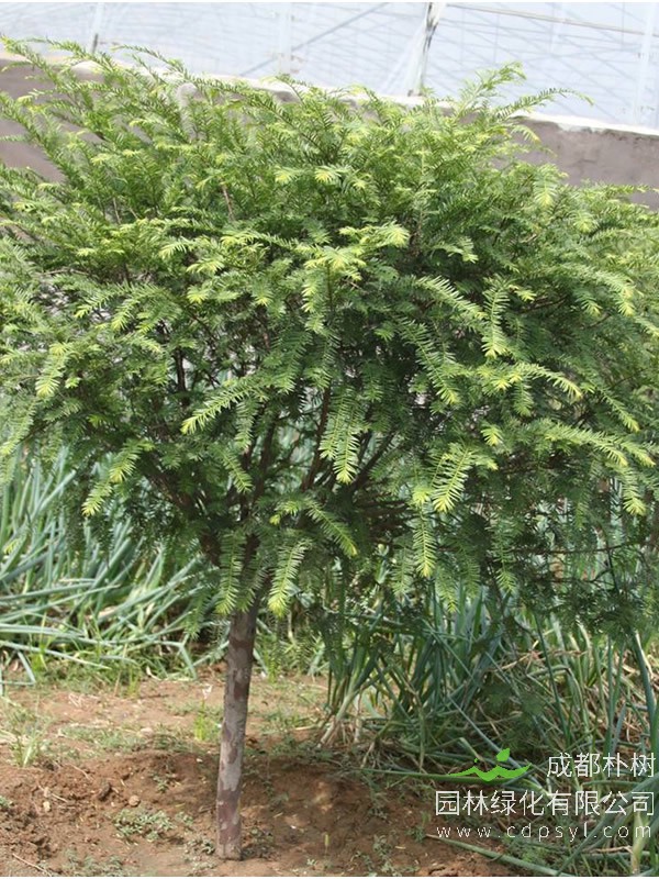 红豆杉盆景的养护方式和要点有哪些？