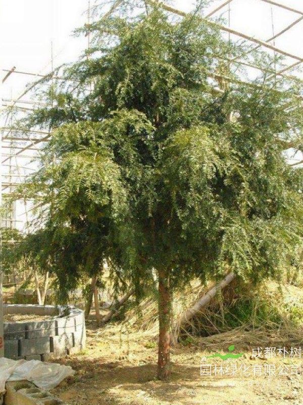 红豆杉盆景的养护方式和要点有哪些？