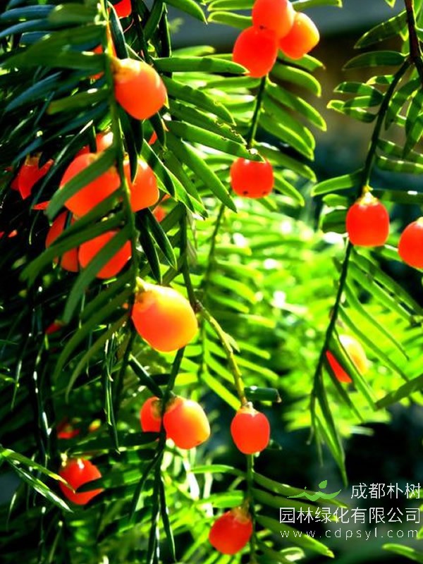 红豆杉繁殖方法、栽培技术以及病虫防治方法