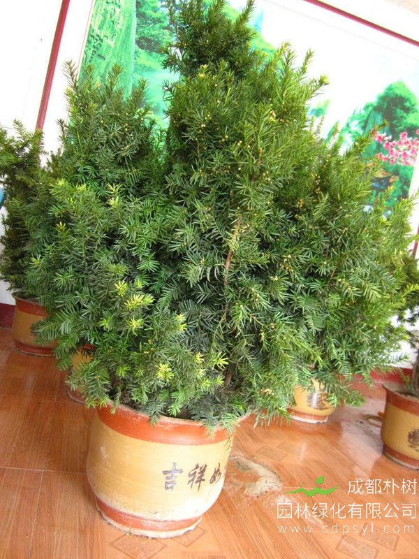 红豆杉盆景的养护方式和要点有哪些？