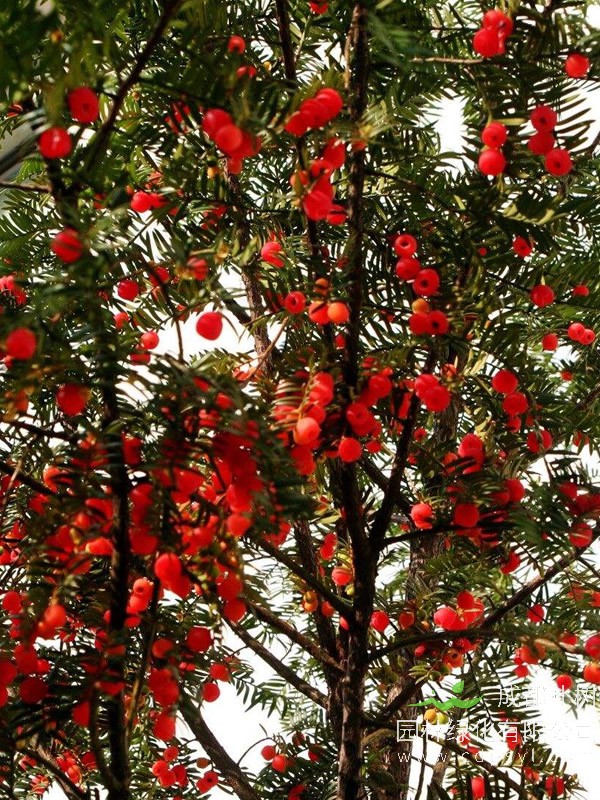 红豆杉繁殖方法、栽培技术以及病虫防治方法