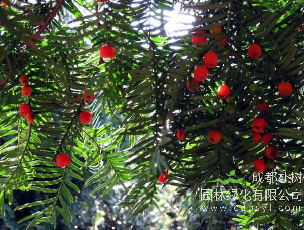 红豆杉繁殖方法、栽培技术以及病虫防治方法