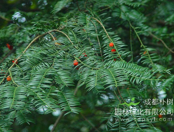 南方红豆杉价格-图片-形态特征-生长环境-分布范围以及主要价值