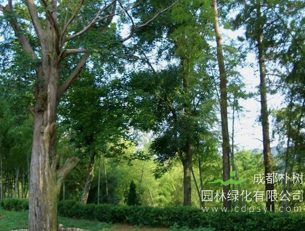 南方红豆杉价格-图片-形态特征-生长环境-分布范围以及主要价值