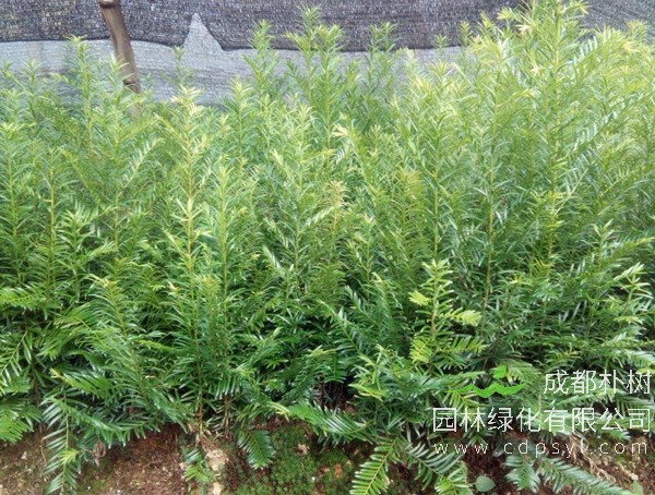 南方红豆杉价格-图片-形态特征-生长环境-分布范围以及主要价值