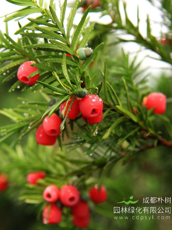 南方红豆杉价格-图片-形态特征-生长环境-分布范围以及主要价值