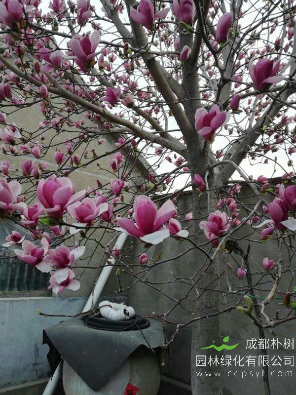 玉兰树价格-图片-形态特征-生物习性-分布地区-主要价值以及植物文化