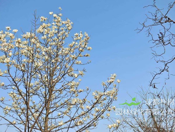 玉兰树价格-图片-形态特征-生物习性-分布地区-主要价值以及植物文化
