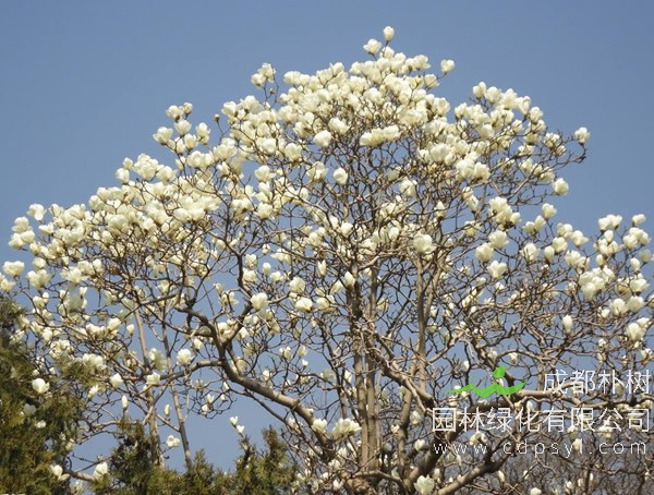 玉兰树价格-图片-形态特征-生物习性-分布地区-主要价值以及植物文化