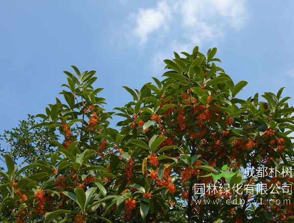 丹桂在家怎么养？