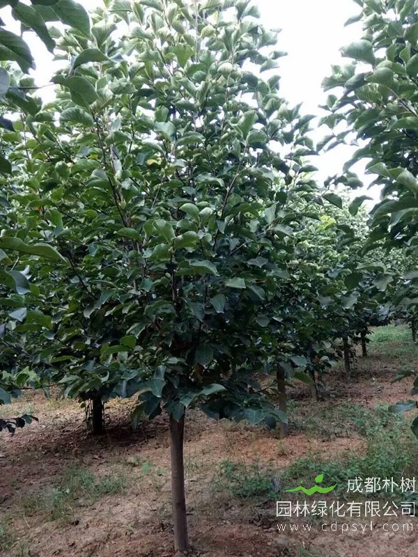 为什么玉兰树又叫二乔玉兰？