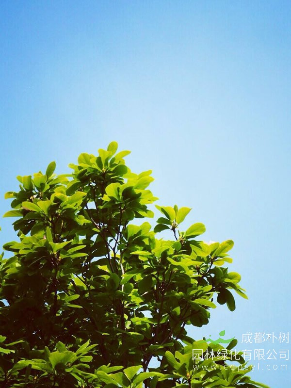 玉兰树几年开花？