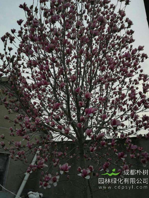 玉兰树买回的时候开花,为什么养了几年不开花？