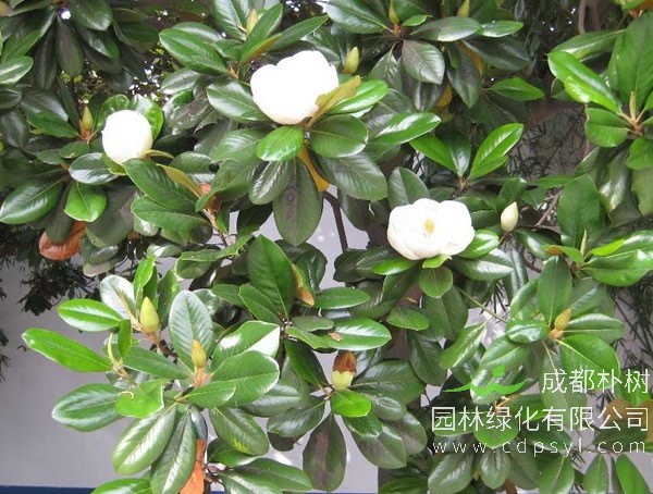 玉兰树在北方能过冬吗？