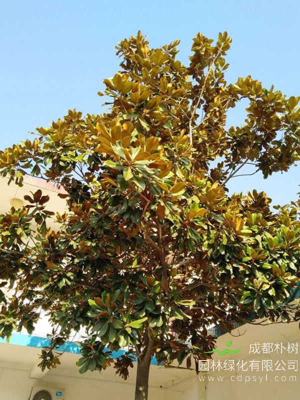 玉兰树花有什么寓意？