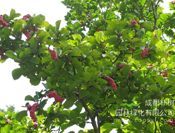 玉兰树的栽培繁殖与养护管理介绍