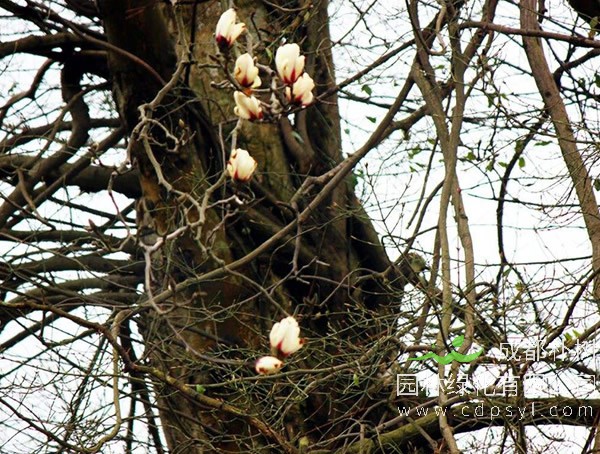 玉兰树的栽培繁殖与养护管理介绍