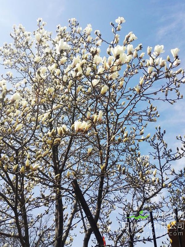 玉兰树的栽培繁殖与养护管理介绍