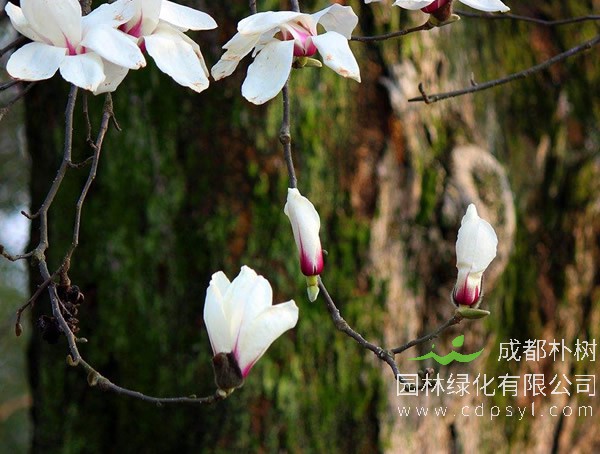 玉兰树是什么植物？