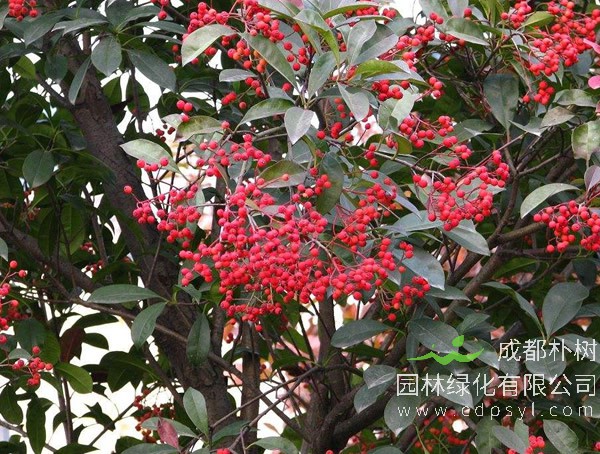 光叶石楠价格-图片-形态特征-分布范围-生长习性以及主要价值