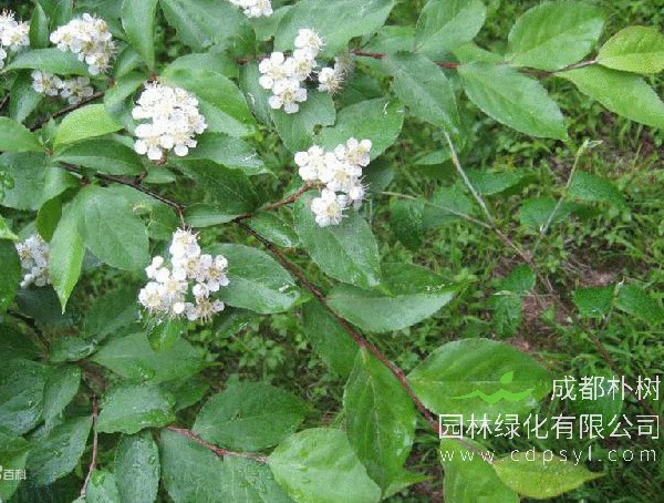 毛叶石楠价格-图片-形态特征-生长环境-分布范围以及主要价值