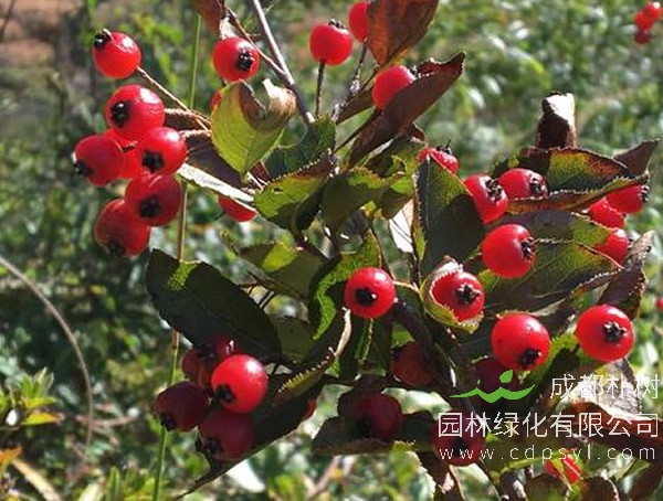 毛叶石楠的繁殖方法、栽培技术以及病虫防治介绍