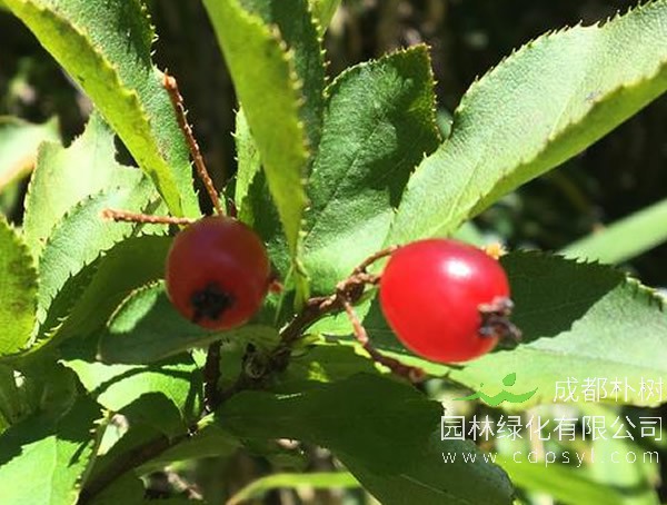毛叶石楠的繁殖方法、栽培技术以及病虫防治介绍