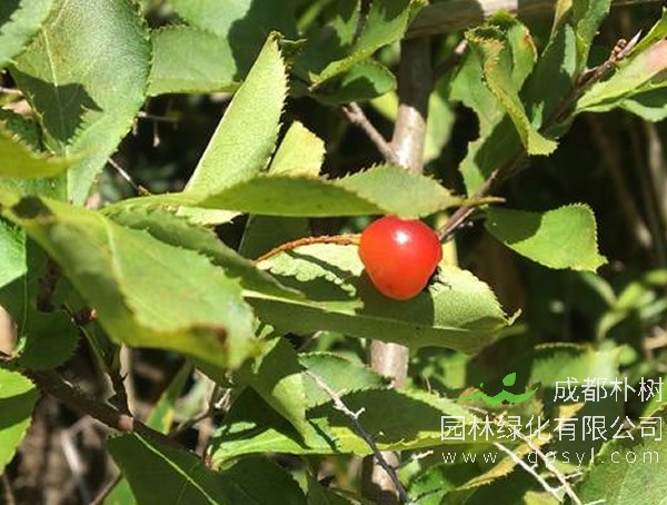 毛叶石楠有哪些特点？