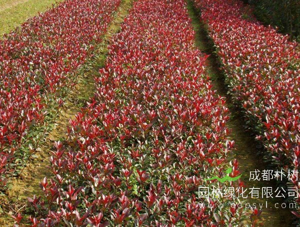 红叶石楠价格-图片-形态特征-生长环境-分布范围以及主要价值