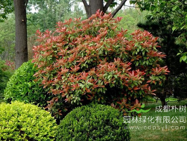 红叶石楠价格-图片-形态特征-生长环境-分布范围以及主要价值