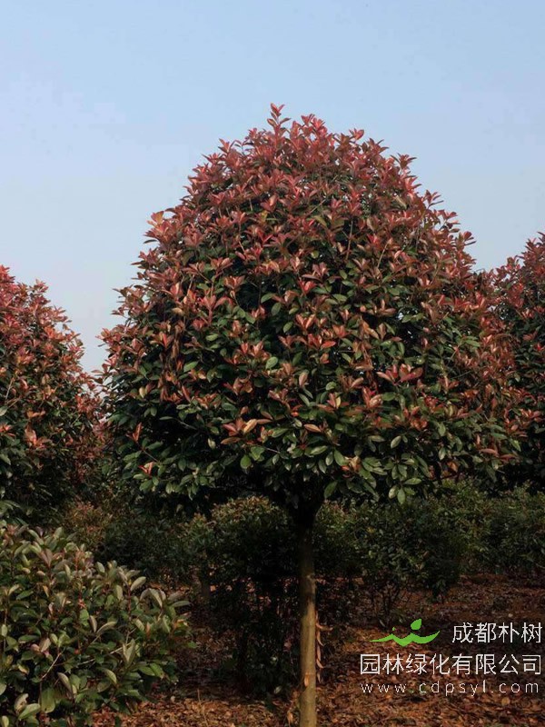 红叶石楠价格-图片-形态特征-生长环境-分布范围以及主要价值
