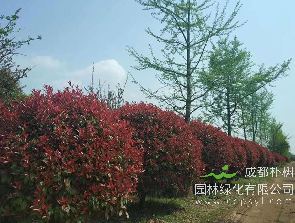 红叶石楠繁殖方法、栽培技术以及病虫防治介绍