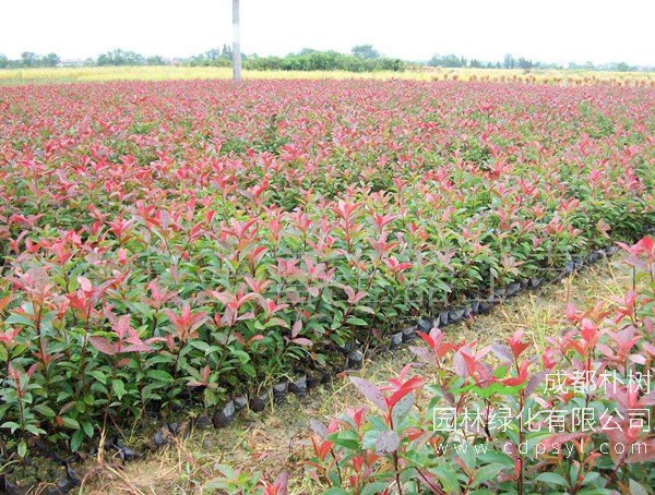 红叶石楠繁殖方法、栽培技术以及病虫防治介绍